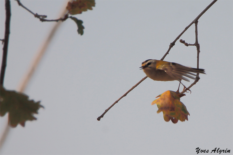 Roitelet triple à bandeau.jpg